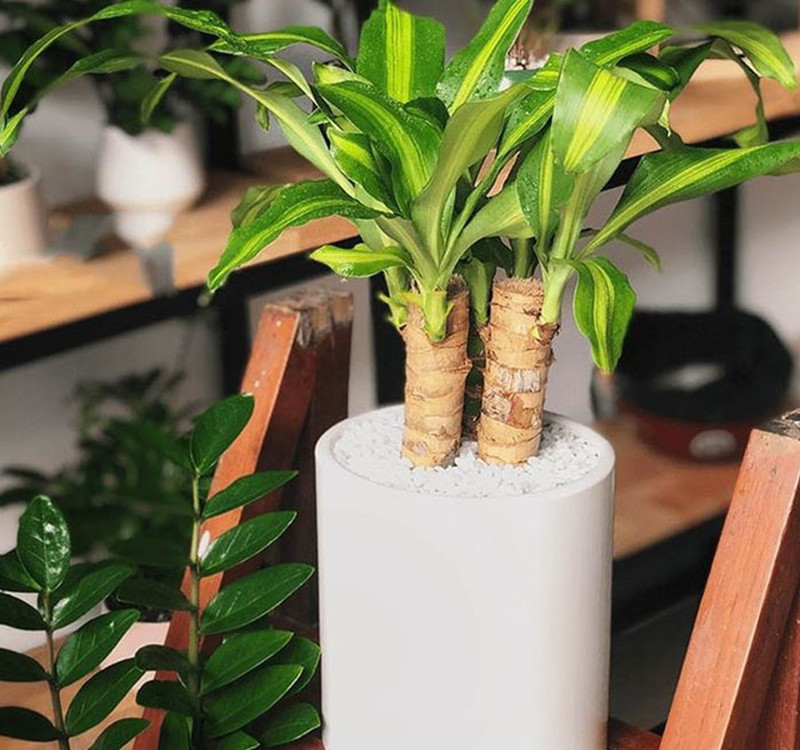 Chọn cây cảnh theo phong thủy để để bàn hợp mệnh phong thủy - Ảnh 26. Chọn cây cảnh theo phong thủy để để bàn hợp mệnh phong thủy - Ảnh 26.