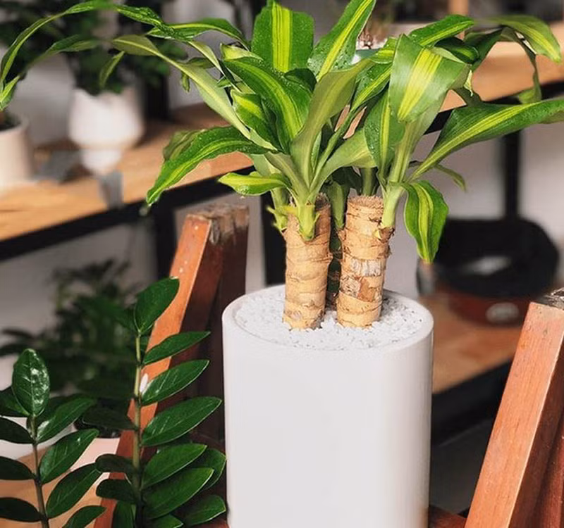 Chọn cây cảnh theo phong thủy để để bàn hợp mệnh phong thủy - Ảnh 26.