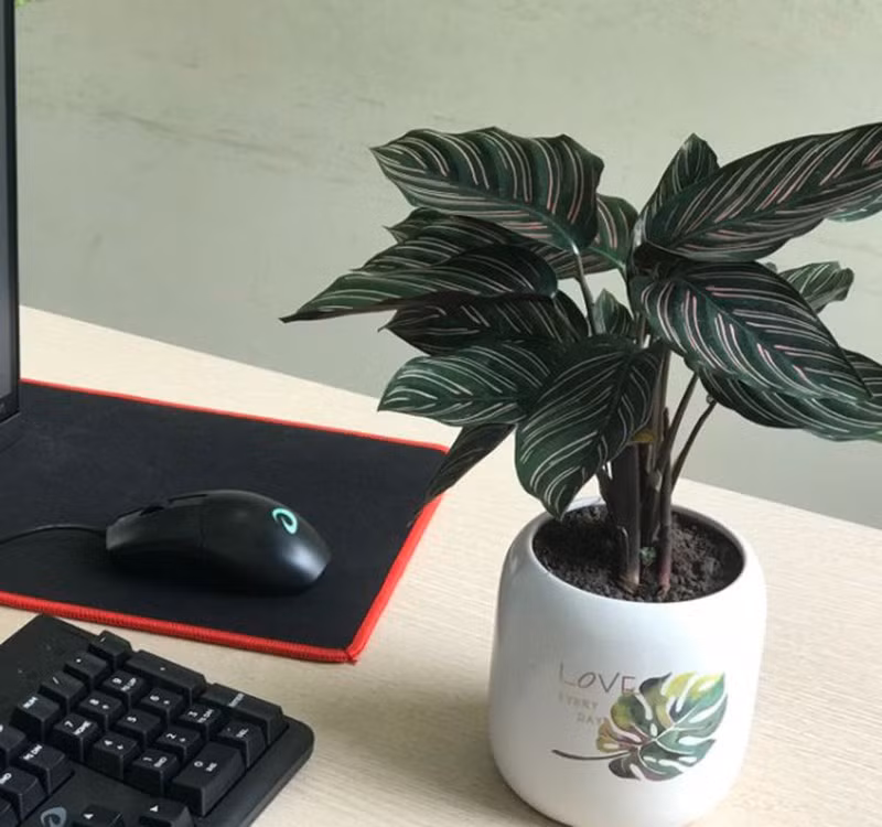 Chọn cây cảnh theo phong thủy để để bàn hợp mệnh phong thủy - Ảnh 4.