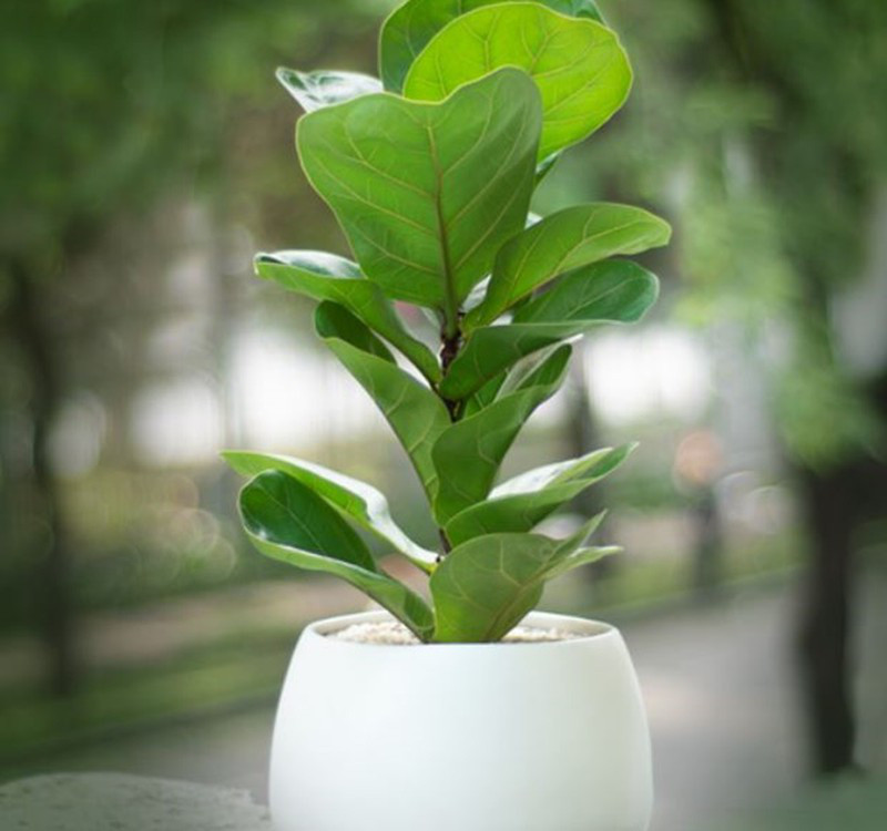 Chọn cây cảnh theo phong thủy để để bàn hợp mệnh phong thủy - Ảnh 19. Chọn cây cảnh theo phong thủy để để bàn hợp mệnh phong thủy - Ảnh 19.