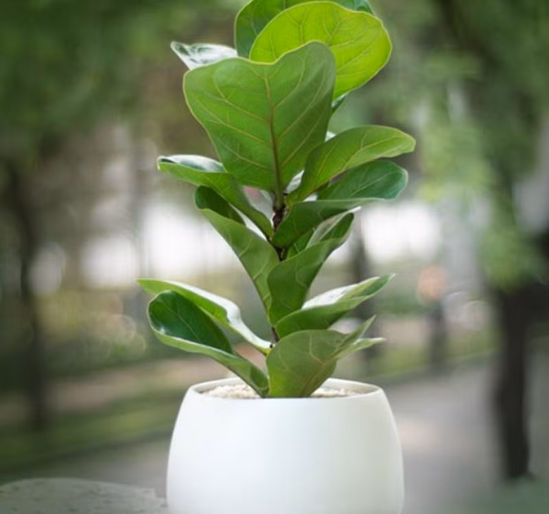 Chọn cây cảnh theo phong thủy để để bàn hợp mệnh phong thủy - Ảnh 19.