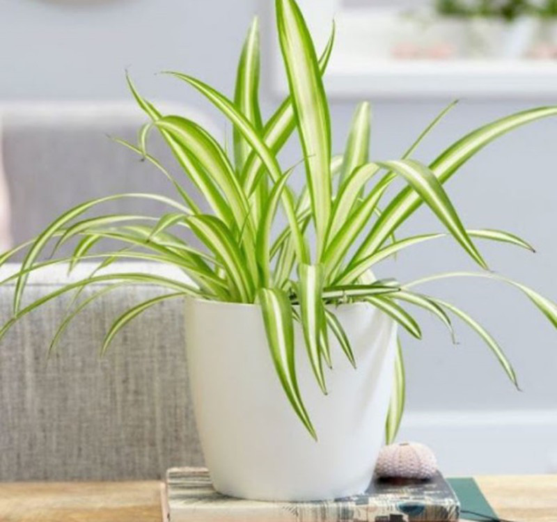 Chọn cây cảnh theo phong thủy để để bàn hợp mệnh phong thủy - Ảnh 23. Chọn cây cảnh theo phong thủy để để bàn hợp mệnh phong thủy - Ảnh 23.