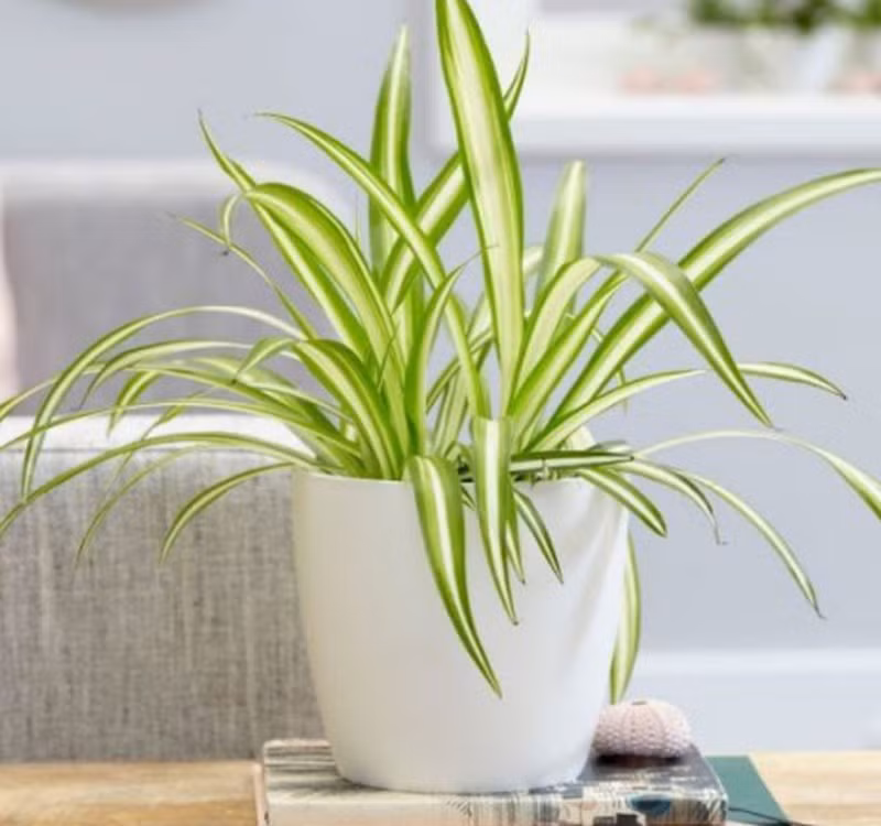 Chọn cây cảnh theo phong thủy để để bàn hợp mệnh phong thủy - Ảnh 23.