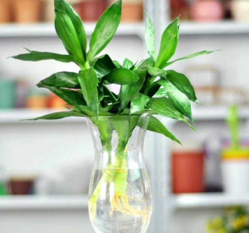 Chọn cây cảnh theo phong thủy để để bàn hợp mệnh phong thủy - Ảnh 25. Chọn cây cảnh theo phong thủy để để bàn hợp mệnh phong thủy - Ảnh 25.