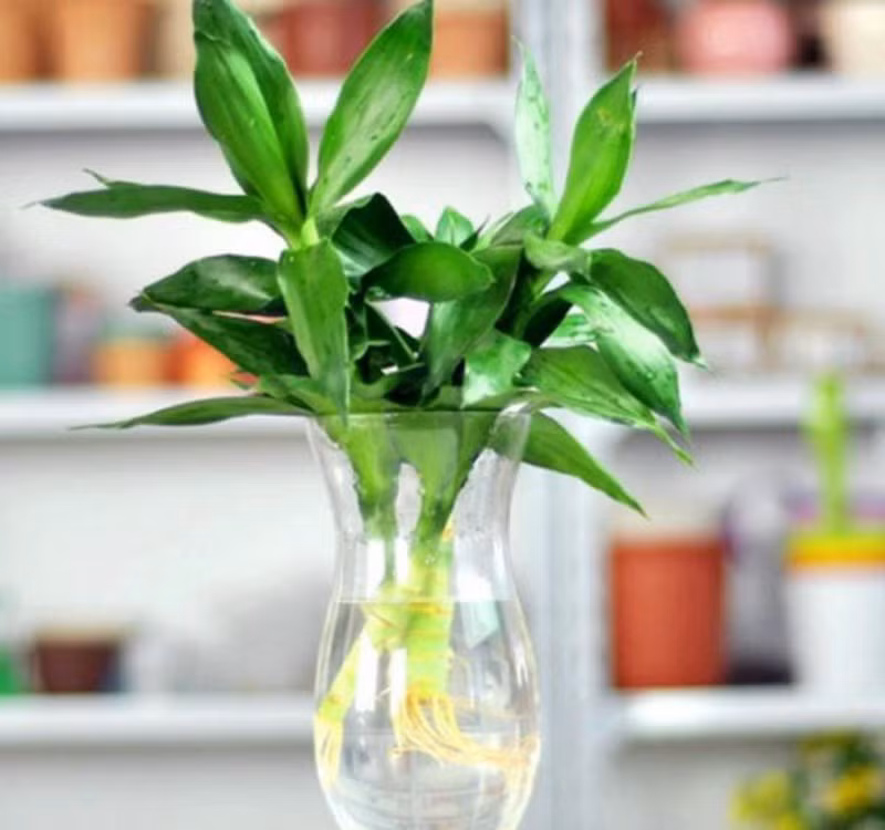 Chọn cây cảnh theo phong thủy để để bàn hợp mệnh phong thủy - Ảnh 25.