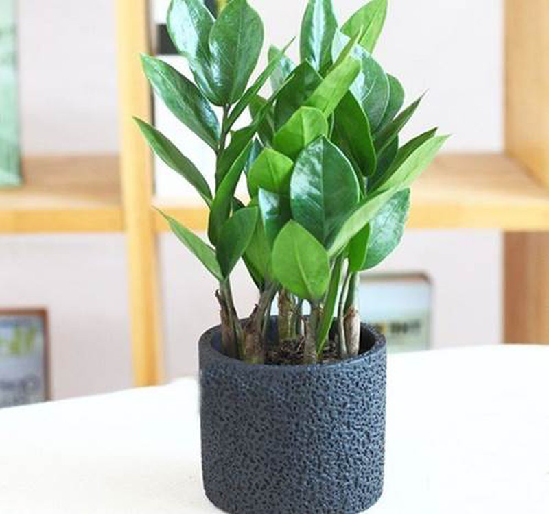 Chọn cây cảnh theo phong thủy để để bàn hợp mệnh phong thủy - Ảnh 1. Chọn cây cảnh theo phong thủy để để bàn hợp mệnh phong thủy - Ảnh 1.