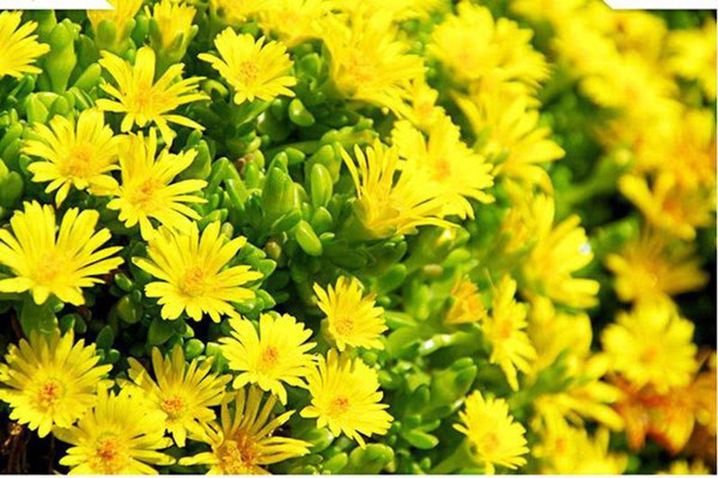 Đặt 5 loài hoa phong thủy rực rỡ, bày trong nhà vừa nhìn đã thấy vận may tỏa sáng - Ảnh 5. Đặt 5 loài hoa phong thủy rực rỡ, bày trong nhà vừa nhìn đã thấy vận may tỏa sáng - Ảnh 5.