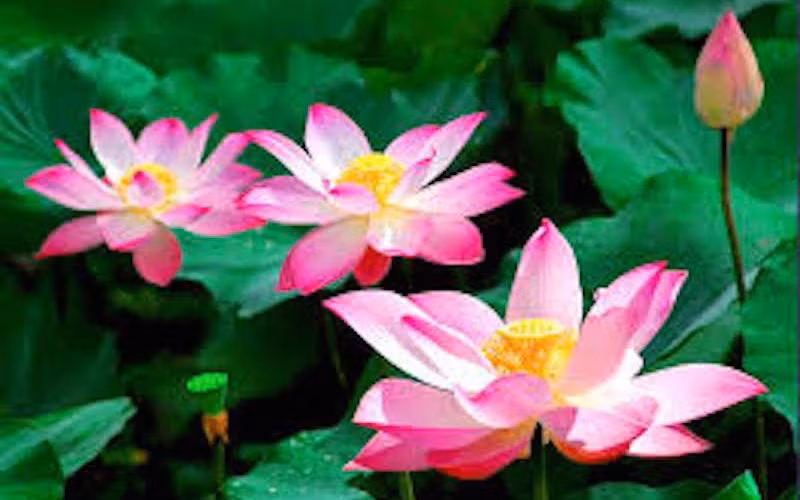 Đặt 5 loài hoa phong thủy rực rỡ, bày trong nhà vừa nhìn đã thấy vận may tỏa sáng - Ảnh 1. Đặt 5 loài hoa phong thủy rực rỡ, bày trong nhà vừa nhìn đã thấy vận may tỏa sáng - Ảnh 1.