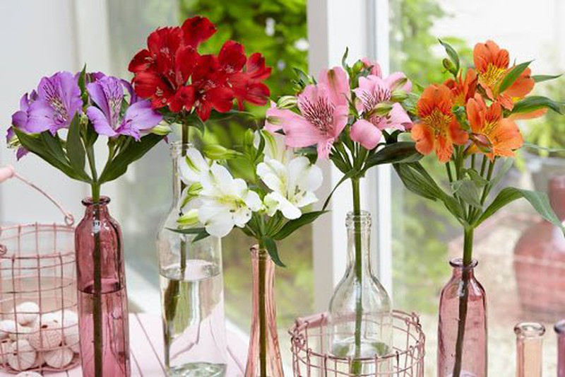Đặt 5 loài hoa phong thủy rực rỡ, bày trong nhà vừa nhìn đã thấy vận may tỏa sáng - Ảnh 4. Đặt 5 loài hoa phong thủy rực rỡ, bày trong nhà vừa nhìn đã thấy vận may tỏa sáng - Ảnh 4.
