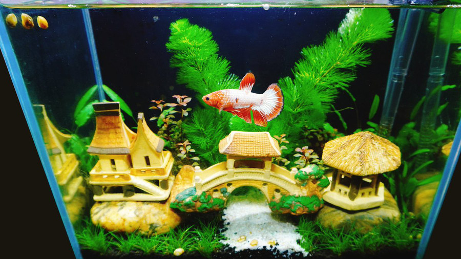 Nuôi 10 loài cá cảnh này trong nhà để tấn tài tấn lộc tiền ùa về như nước - Ảnh 6. Nuôi 10 loài cá cảnh này trong nhà để tấn tài tấn lộc tiền ùa về như nước - Ảnh 6.