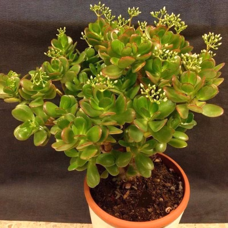 Đầu năm 2021 muốn đón tài lộc nên trồng các cây này trước nhà - Ảnh 2.