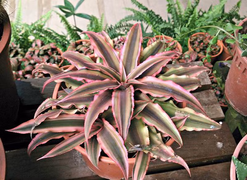 Đầu năm 2021 muốn đón tài lộc nên trồng các cây này trước nhà - Ảnh 7.