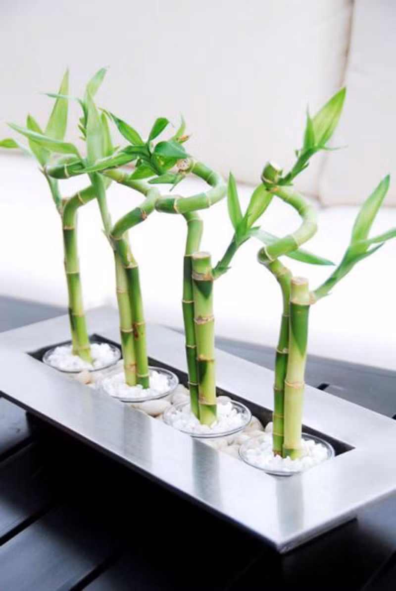 Đầu năm 2021 muốn đón tài lộc nên trồng các cây này trước nhà - Ảnh 3.