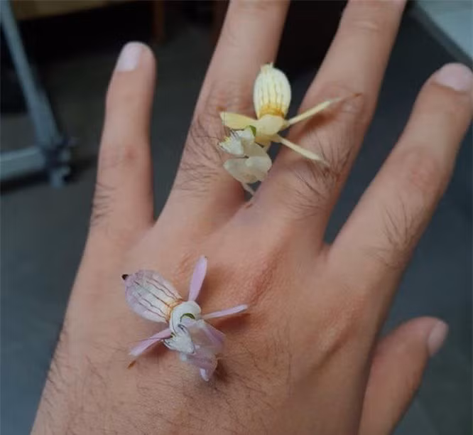 15 con vật kỳ dị nhưng có thật: Cá có cánh, sâu bướm đầu rồng, loài cá trông như "quái vật" - Ảnh 6.