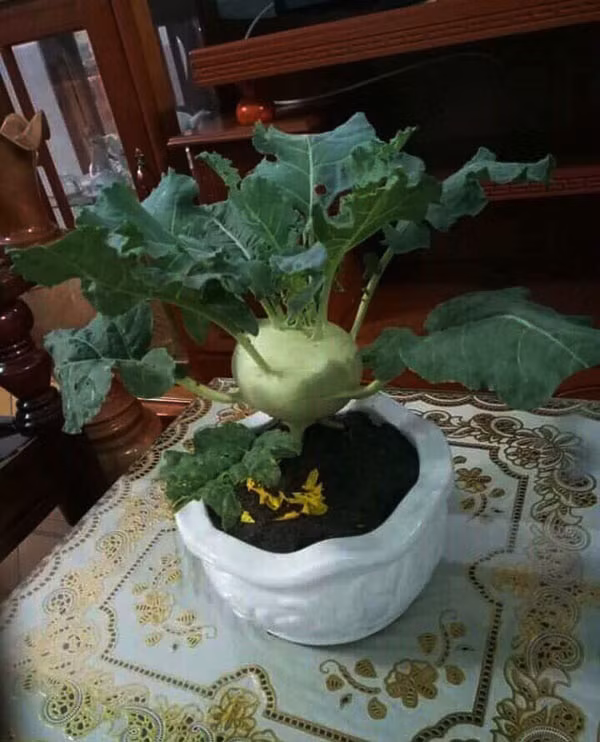 Cười rớt hàm với những siêu phẩm hoa, cây cảnh chơi Tết 2021 "có một không hai" thời Covid-19 - Ảnh 5.