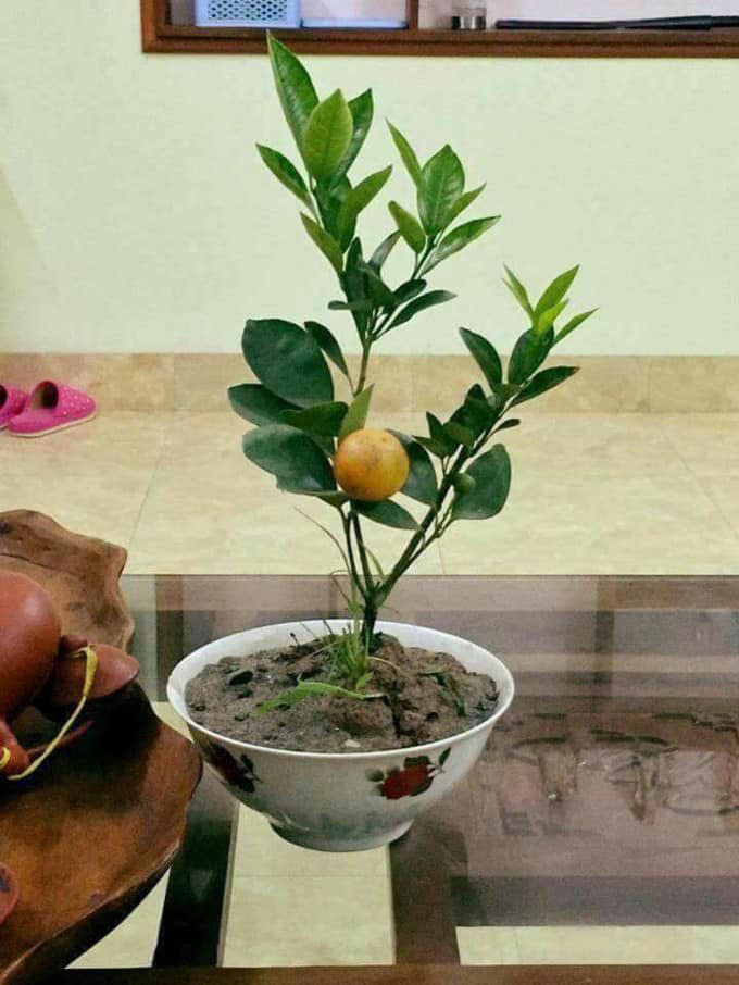 Cười rớt hàm với những siêu phẩm hoa, cây cảnh chơi Tết 2021 "có một không hai" thời Covid-19 - Ảnh 10. Cười rớt hàm với những siêu phẩm hoa, cây cảnh chơi Tết 2021 "có một không hai" thời Covid-19 - Ảnh 10.