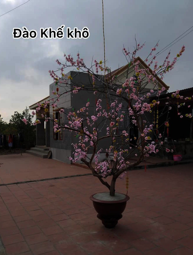 Cười rớt hàm với những siêu phẩm hoa, cây cảnh chơi Tết 2021 "có một không hai" thời Covid-19 - Ảnh 4. Cười rớt hàm với những siêu phẩm hoa, cây cảnh chơi Tết 2021 "có một không hai" thời Covid-19 - Ảnh 4.