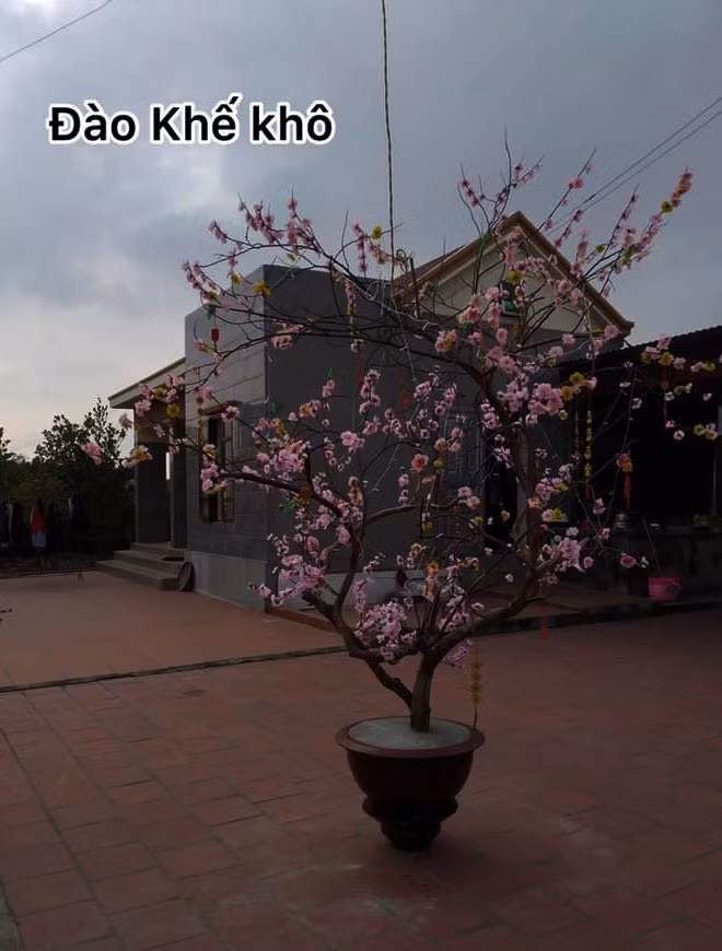 Cười rớt hàm với những siêu phẩm hoa, cây cảnh chơi Tết 2021 "có một không hai" thời Covid-19 - Ảnh 4.