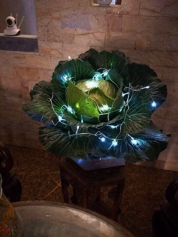 Cười rớt hàm với những siêu phẩm hoa, cây cảnh chơi Tết 2021 "có một không hai" thời Covid-19 - Ảnh 8.