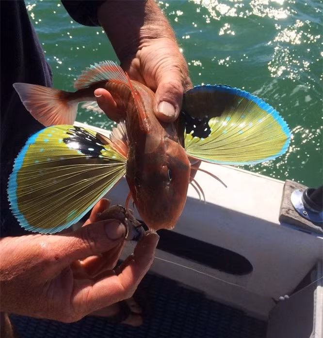 15 con vật kỳ dị nhưng có thật: Cá có cánh, sâu bướm đầu rồng, loài cá trông như "quái vật" - Ảnh 9.