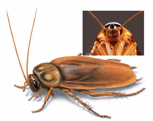 Khó tin với 8 loài động vật dù bị đứt đầu vẫn có khả năng sống - Ảnh 3.