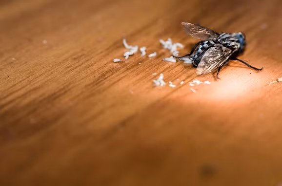 Những lầm tưởng trên chỉ được bác bỏ sau khi các nhà khoa học chứng kiến cảnh tượng này.