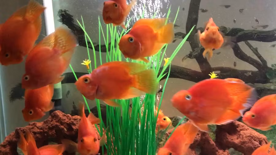 Nuôi 7 loại cá này trong nhà, sự nghiệp thăng hoa, tài lộc nở rộ - Ảnh 3.