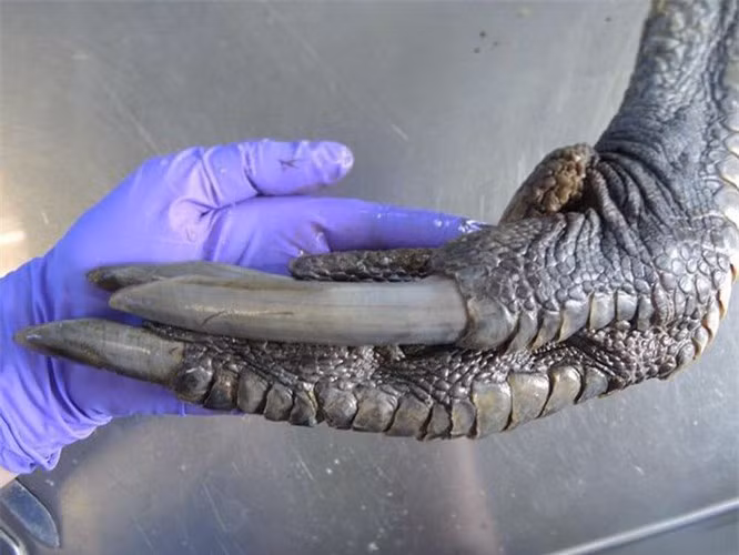 15 con vật kỳ dị nhưng có thật: Cá có cánh, sâu bướm đầu rồng, loài cá trông như "quái vật" - Ảnh 4.