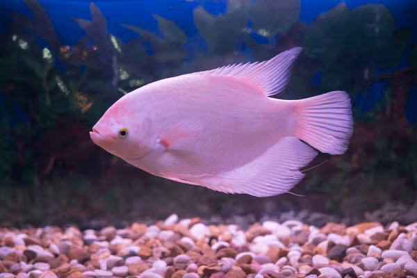 Nuôi 7 loại cá này trong nhà, sự nghiệp thăng hoa, tài lộc nở rộ - Ảnh 2.