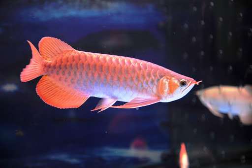 Nuôi 10 loài cá cảnh này trong nhà để tấn tài tấn lộc tiền ùa về như nước - Ảnh 5. Nuôi 10 loài cá cảnh này trong nhà để tấn tài tấn lộc tiền ùa về như nước - Ảnh 5.