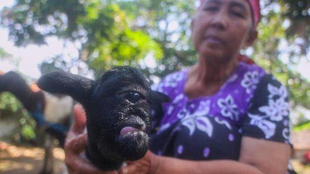 Truyền kỳ chú cừu đột biến nổi tiếng thế giới với một mắt ở giữa trán - Ảnh 1. Truyền kỳ chú cừu đột biến nổi tiếng thế giới với một mắt ở giữa trán - Ảnh 1.
