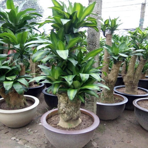 4 loại cây mà nhà nào cũng nên trồng ngay để hút mọi khí độc trong nhà - Ảnh 1.