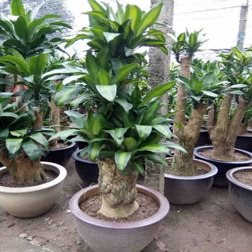 4 loại cây mà nhà nào cũng nên trồng ngay để hút mọi khí độc trong nhà - Ảnh 1.