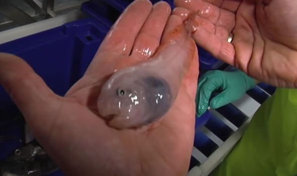 Sốc với những sinh vật bí ẩn, chưa từng thấy ẩn náu ở Nam Cực - Ảnh 4.