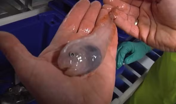 Sốc với những sinh vật bí ẩn, chưa từng thấy ẩn náu ở Nam Cực - Ảnh 4.