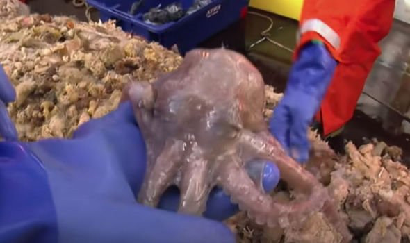 Sốc với những sinh vật bí ẩn, chưa từng thấy ẩn náu ở Nam Cực - Ảnh 2.