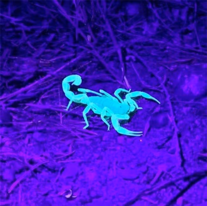 15 con vật kỳ dị nhưng có thật: Cá có cánh, sâu bướm đầu rồng, loài cá trông như "quái vật" - Ảnh 13.