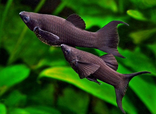 Nuôi 10 loài cá cảnh này trong nhà để tấn tài tấn lộc tiền ùa về như nước - Ảnh 2. Nuôi 10 loài cá cảnh này trong nhà để tấn tài tấn lộc tiền ùa về như nước - Ảnh 2.