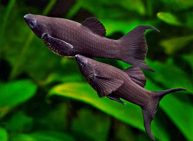 Nuôi 10 loài cá cảnh này trong nhà để tấn tài tấn lộc tiền ùa về như nước - Ảnh 2. Nuôi 10 loài cá cảnh này trong nhà để tấn tài tấn lộc tiền ùa về như nước - Ảnh 2.