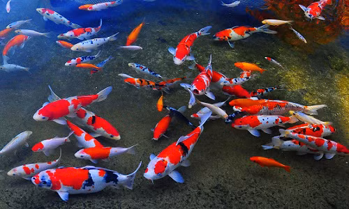 Nuôi 7 loại cá này trong nhà, sự nghiệp thăng hoa, tài lộc nở rộ - Ảnh 1.