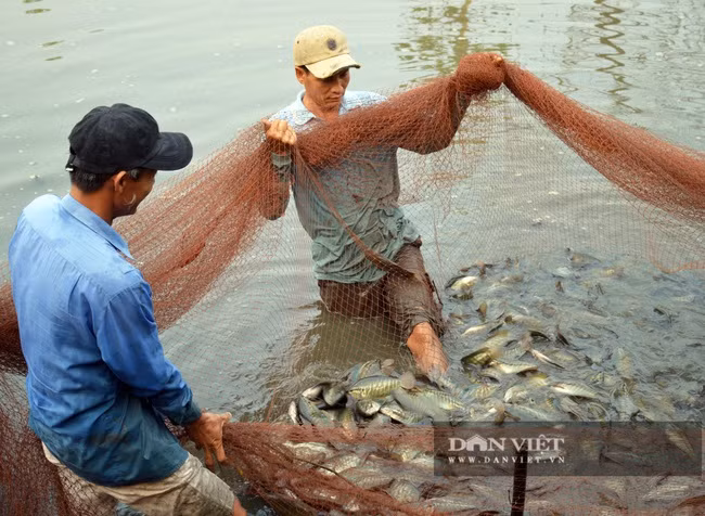Cà Mau: 1,6 tấn cá sặc bổi nuôi của dân bị sét đánh chết - Ảnh 1.