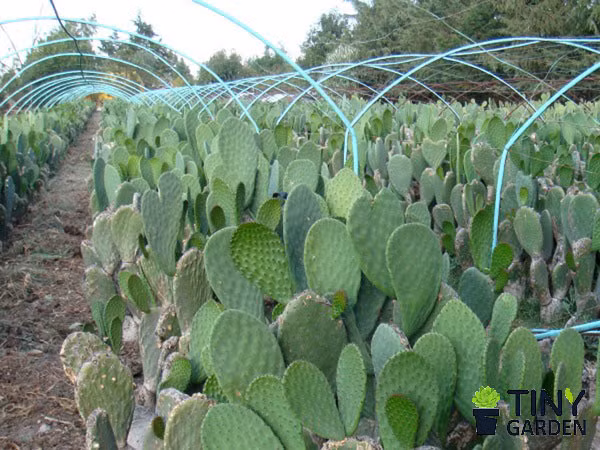 9 loại rau củ kỳ lạ trên thế giới, chỉ nhìn thôi cũng đủ ngạc nhiên - Ảnh 4.