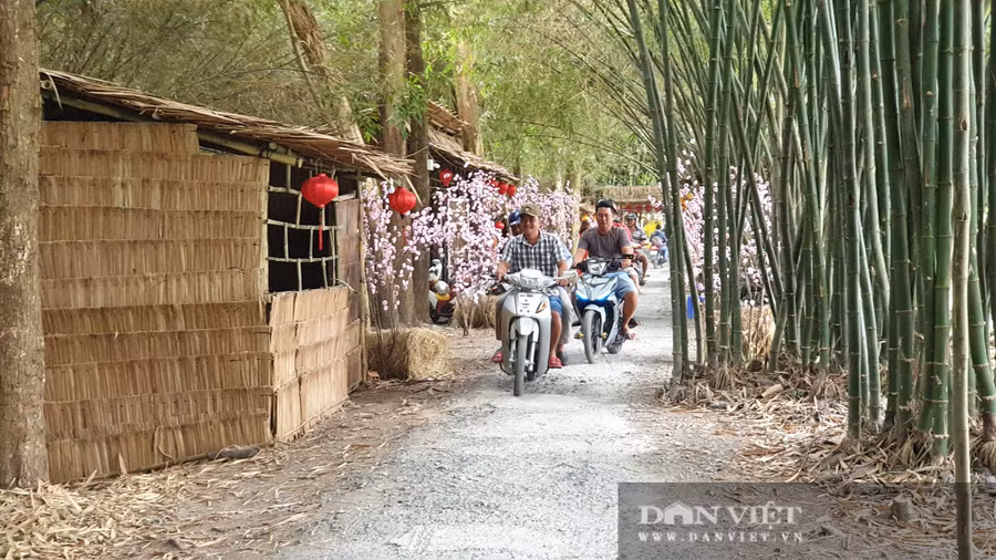 Khám phá vườn tre đẹp nhất miền Tây có tuổi đời 30 năm - Ảnh 7.