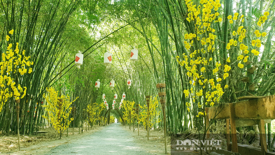 Khám phá vườn tre đẹp nhất miền Tây có tuổi đời 30 năm - Ảnh 1.