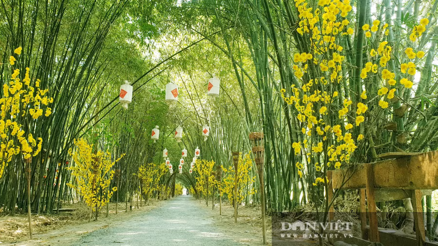 Khám phá vườn tre đẹp nhất miền Tây có tuổi đời 30 năm - Ảnh 1.