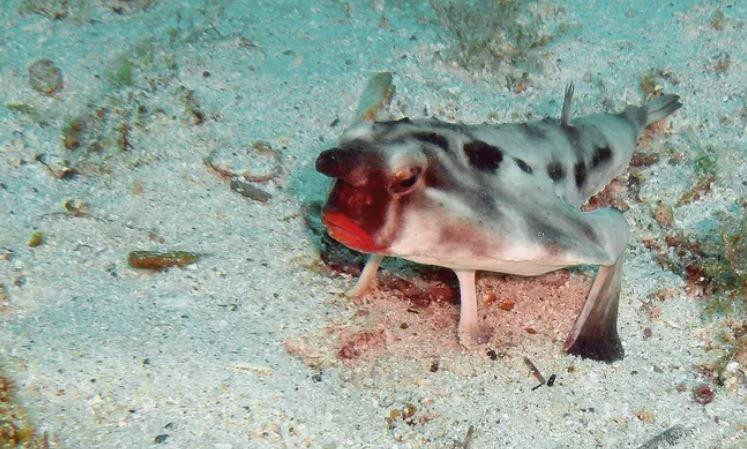 Cá dơi môi đỏ được tìm thấy xung quanh quần đảo Galapagos và gần Peru. Ảnh: Rein Ketelaars/Flickr/CC BY-SA 2.0.