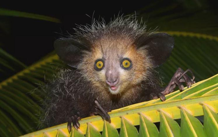 Khỉ Aye-aye nằm trong danh sách 25 loài linh trưởng có nguy cơ tuyệt chủng. Ảnh: Thorsten Negro/Getty Images.
