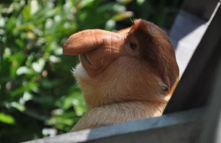 Khỉ vòi yêu nước và sống trên những cây gần sông. Ảnh: shankar s./Flickr/CC BY 2.0.