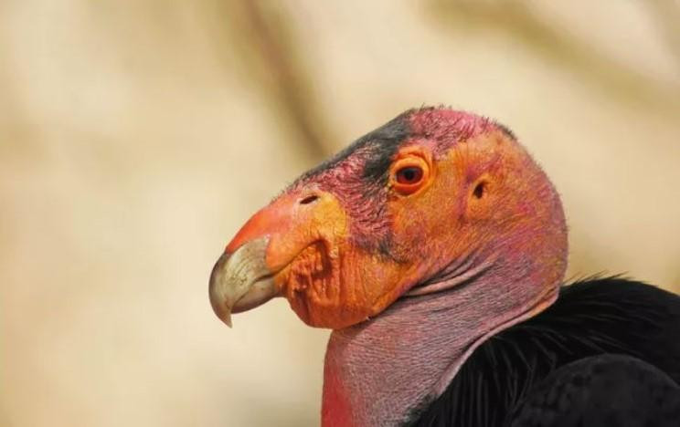 Thần ưng California là loài chim bay lớn nhất Bắc Mỹ. Ảnh: Steve Cukrov / Shutterstock.