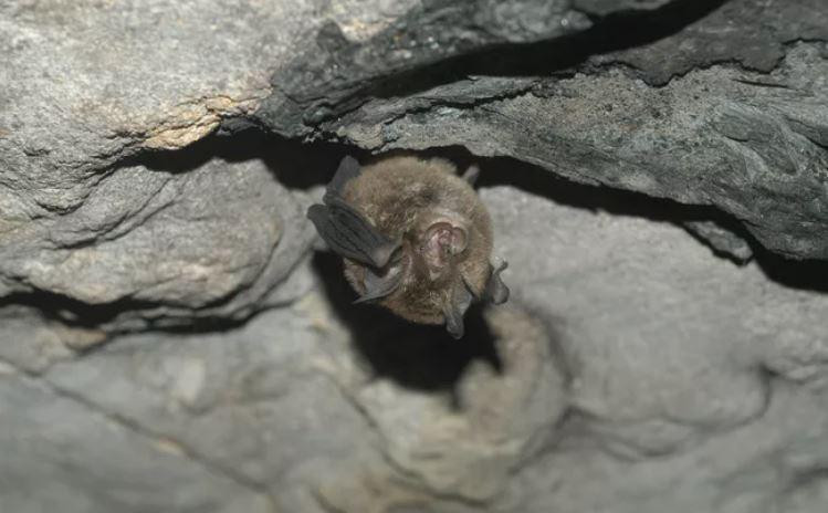 Dơi móng ngựa có cấu tạo mũi phần trên nhọn và phần dưới có hình móng ngựa. Ảnh: Doug Beckers/Flickr/CC BY-SA 2.0.